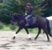 Demi Pension St Roch de L'Achigan Jument 16.3hh classique 