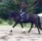Demi Pension St Roch de L'Achigan Jument 16.3hh...