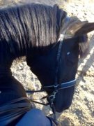 Demi Pension St Roch de L'Achigan Jument 16.3hh classique 