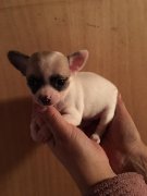femelles chihuahua