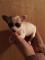 femelles chihuahua