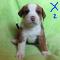 chiots bulldog américain x bouvier bernois 600$