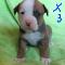 chiots bulldog américain x bouvier bernois 600$