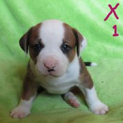 chiots bulldog américain x bouvier bernois 600$