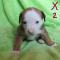 chiots bulldog américain x bouvier bernois 600$