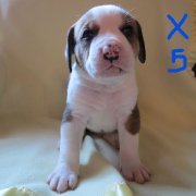 chiots bulldog américain x bouvier bernois 600$