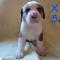 chiots bulldog américain x bouvier bernois 600$