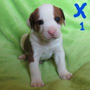 chiots bulldog américain x bouvier bernois 600$