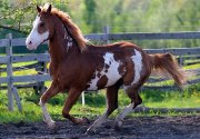 cheval paint
