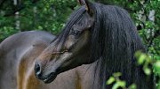 Cavalia recherche palefrenier