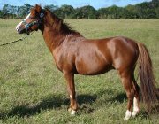 Saillie étalon welsh B 