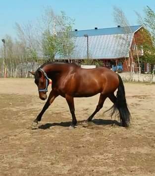 Hongre Canadien X Thoroughbred