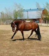 Hongre Canadien X Thoroughbred 