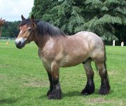 Recherche ardennais