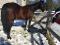 Cheval debutant pour demi pension