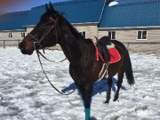 Cheval debutant pour demi pension