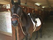 Cheval debutant pour demi pension