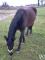 URGENT CHEVAL