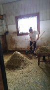 RECHERCHE EMPLOI PALEFRENIÈRE ou OUVRIÈRE DE FERME