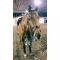 Thoroughbred sauteur de 9 ans ! Prêt pour la...