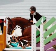 Thoroughbred sauteur de 9 ans ! Prêt pour la...
