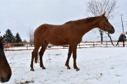 pouliche, 3 ans