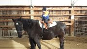 Demi-pension cheval canadien