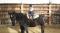 Demi-pension cheval canadien