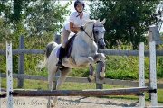 Superbe cheval arabe