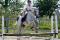 Superbe cheval arabe