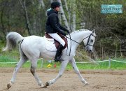 Superbe cheval arabe