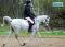 Superbe cheval arabe