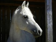 Superbe cheval arabe