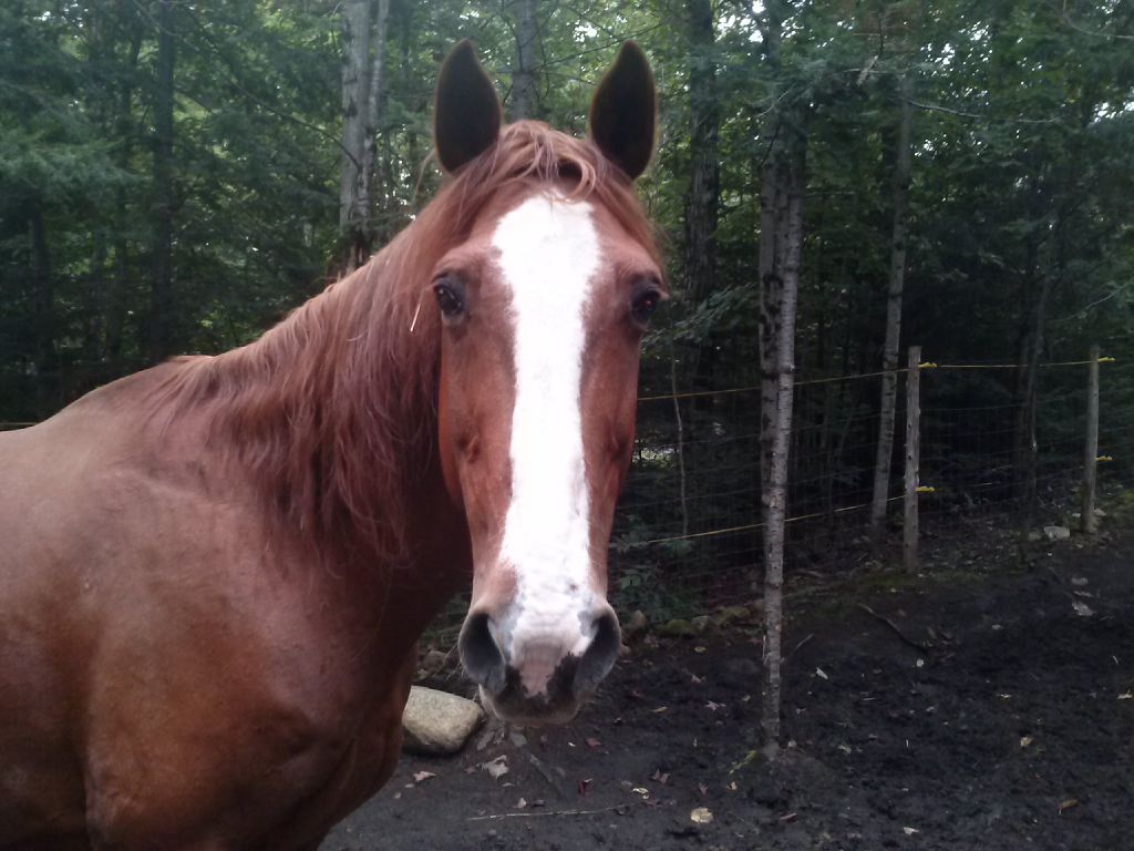 Cheval quarter horse