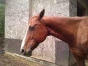 Cheval quarter horse 