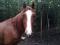 Cheval quarter horse 