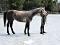 Cours équitation classique en Beauce