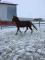 Guilding qh 13ans 