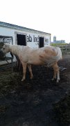Jument qh/arabe