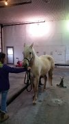 Jument qh/arabe