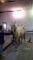 Jument qh/arabe