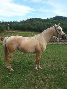 Jument qh/arabe