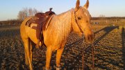 Guelding QH enregistré palomino 