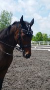Cherche cavalier/cavalière