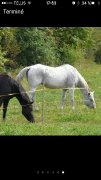 Cheval débutant
