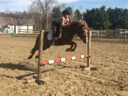 Large Poney &agrave; vendre