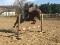 Large Poney à vendre