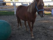 Large Poney &agrave; vendre