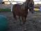Large Poney à vendre
