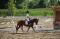 Large Poney à vendre